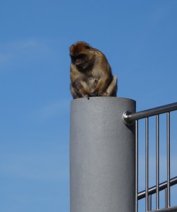 3627 - 2.2.2016 -  Gibraltar rock apes