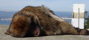 3645 - 2.2.2016 -  Gibraltar rock apes