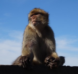3651 - 2.2.2016 -  Gibraltar rock apes